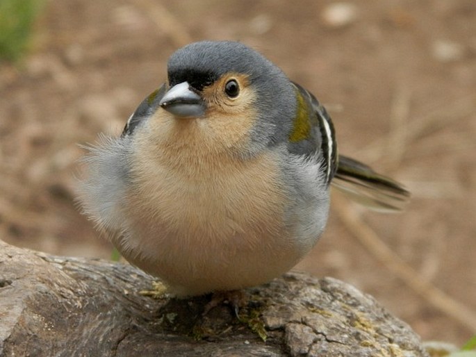 Fringilla coelebs subsp. maderensis, pěnkava obecná madeirská