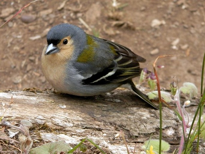 Fringilla coelebs subsp. maderensis, pěnkava obecná madeirská