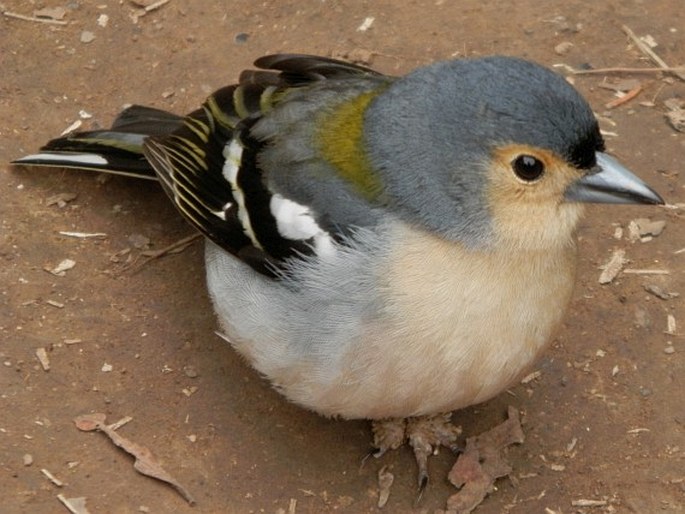 Fringilla coelebs subsp. maderensis, pěnkava obecná madeirská