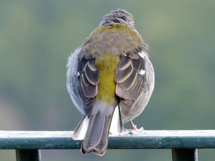 Fringilla coelebs subsp. maderensis, pěnkava obecná madeirská