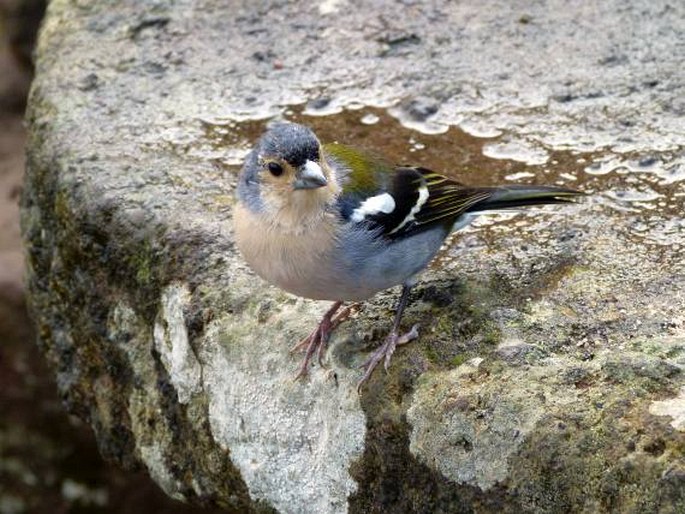 Fringilla coelebs subsp. maderensis, pěnkava obecná madeirská