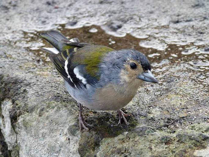 Fringilla coelebs subsp. maderensis, pěnkava obecná madeirská