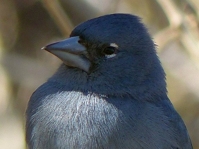 Fringilla teydea, pěnkava kanárská