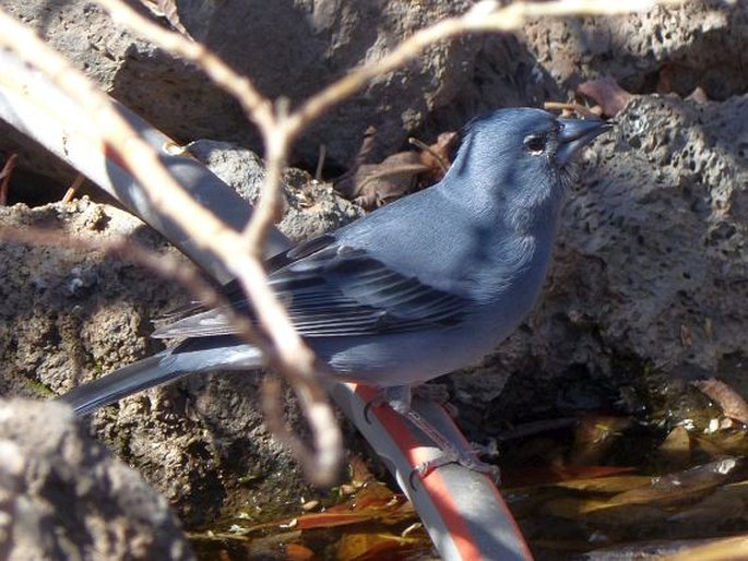 Fringilla teydea, pěnkava kanárská