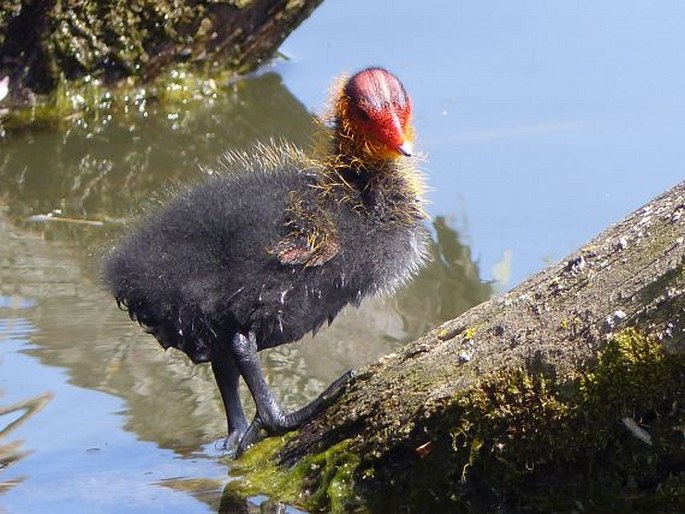 Fulica atra