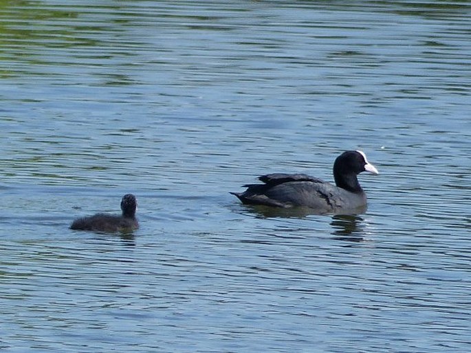 Fulica atra