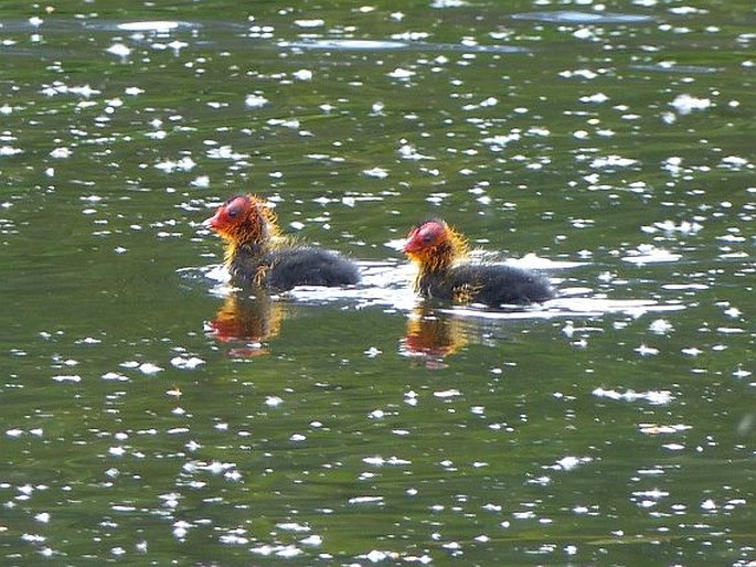 Fulica atra