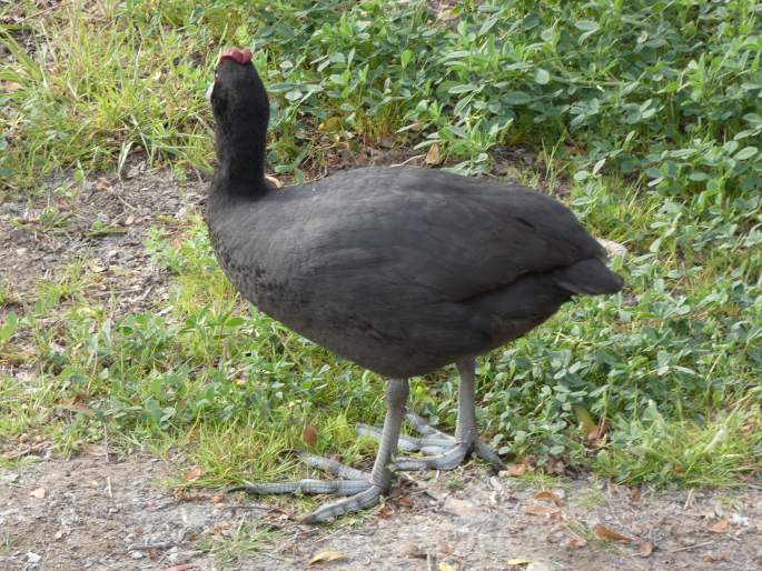 Fulica cristata, lyska hřebenatá