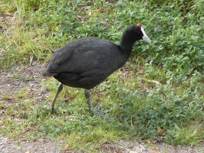 Fulica cristata, lyska hřebenatá