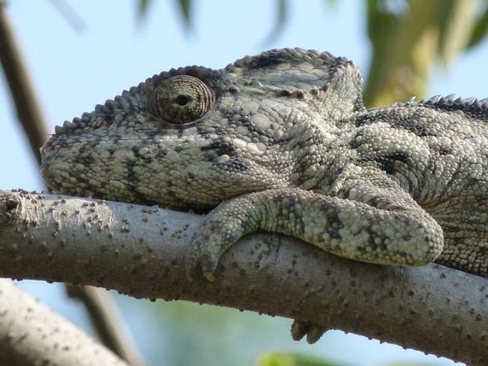 Furcifer oustaleti, chameleon obrovský