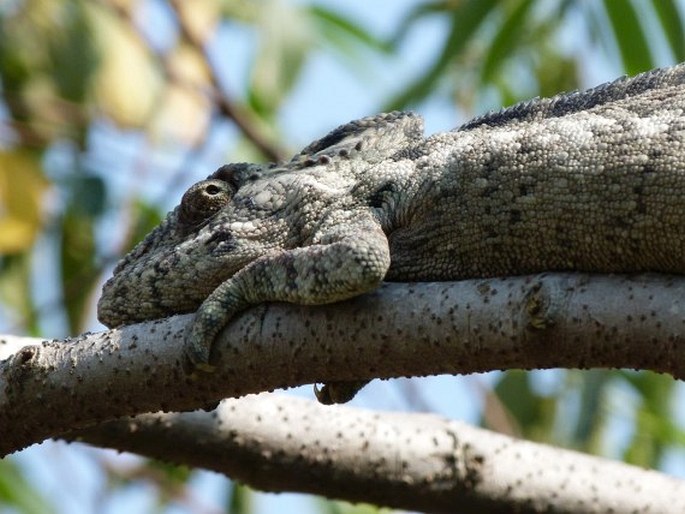 Furcifer oustaleti, chameleon obrovský