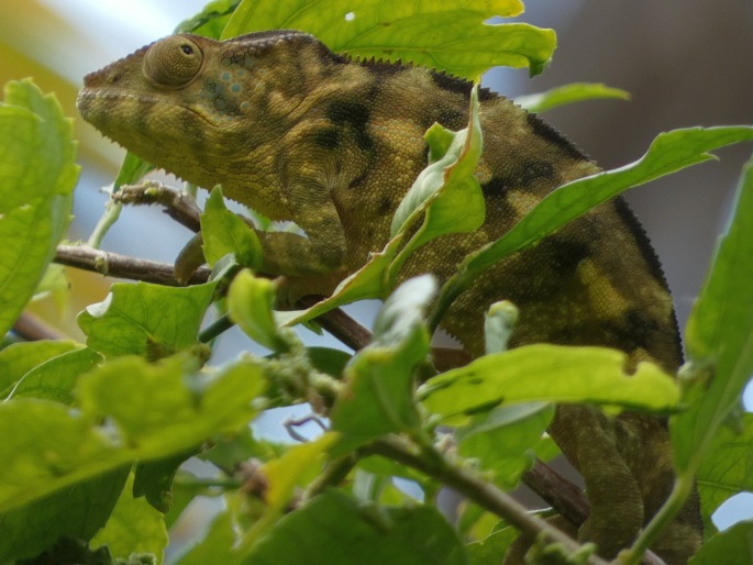 Furcifer pardalis, chameleon pardálí