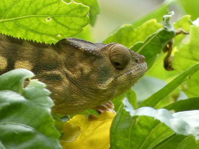 Furcifer pardalis, chameleon pardálí