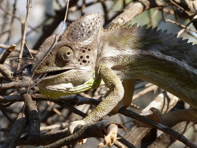 Furcifer verrucosus, chameleon bradavičnatý