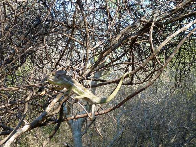 Furcifer verrucosus, chameleon bradavičnatý