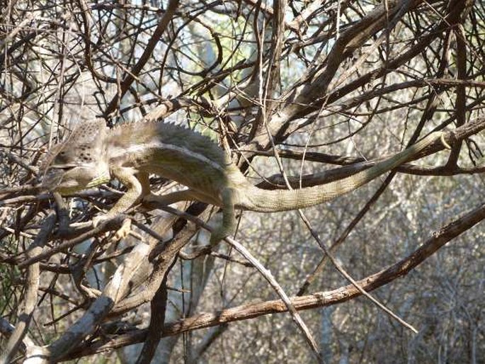 Furcifer verrucosus, chameleon bradavičnatý