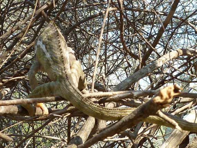 Furcifer verrucosus, chameleon bradavičnatý