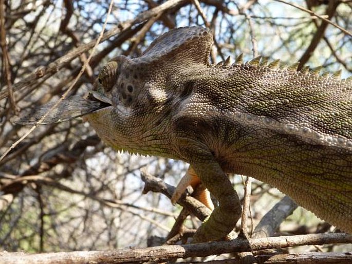 Furcifer verrucosus, chameleon bradavičnatý