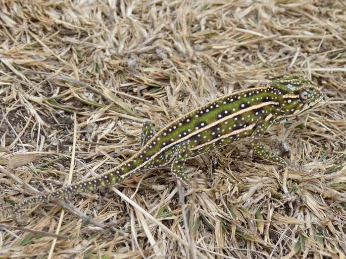 Furcifer campani, chameleon třípruhý