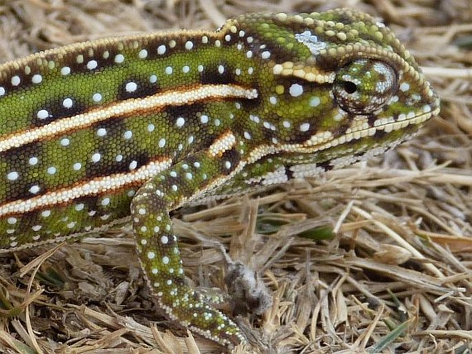 Furcifer campani, chameleon třípruhý