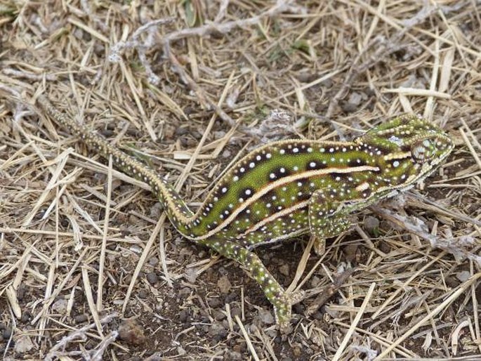 Furcifer campani, chameleon třípruhý