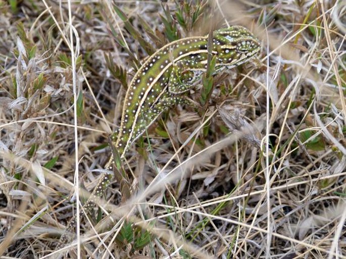 Furcifer campani, chameleon třípruhý