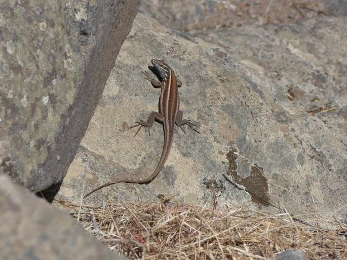 Gallotia caesaris subsp. gomerae, veleještěrka