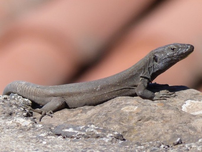 Gallotia caesaris subsp. gomerae, veleještěrka