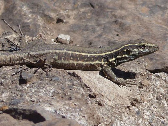 Gallotia caesaris subsp. gomerae, veleještěrka