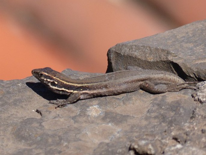 Gallotia caesaris subsp. gomerae, veleještěrka