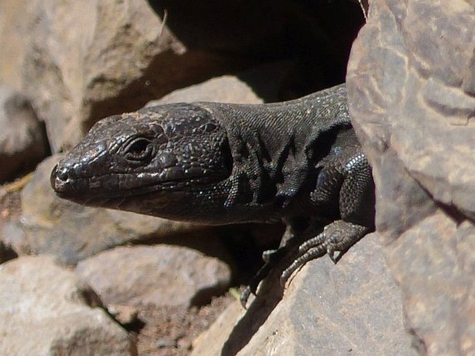 Gallotia caesaris subsp. gomerae, veleještěrka