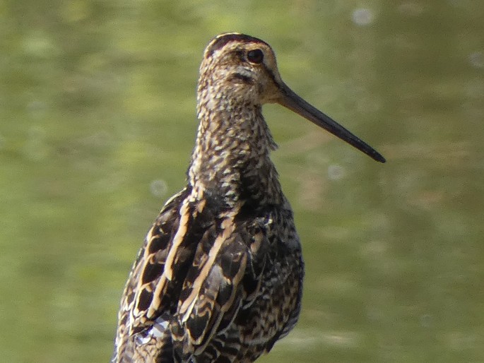 Gallinago hardwickii, bekasina japonská