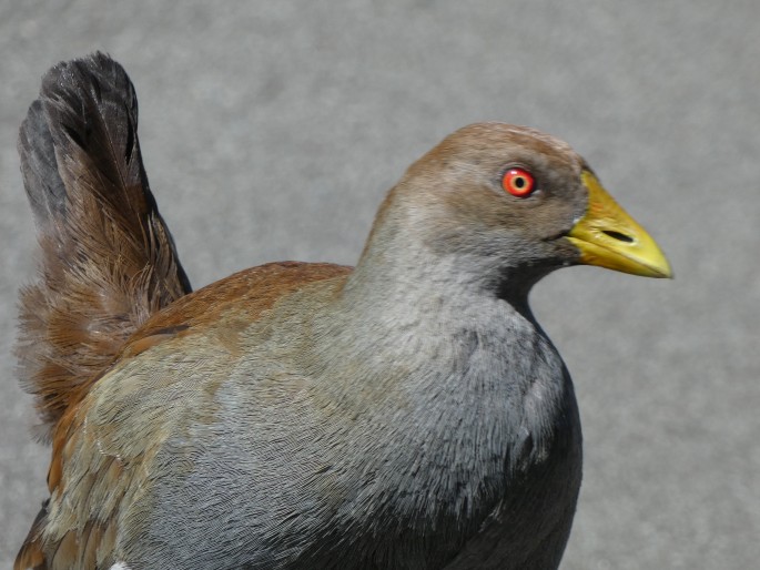 Gallinula mortierii, slípka tasmánská