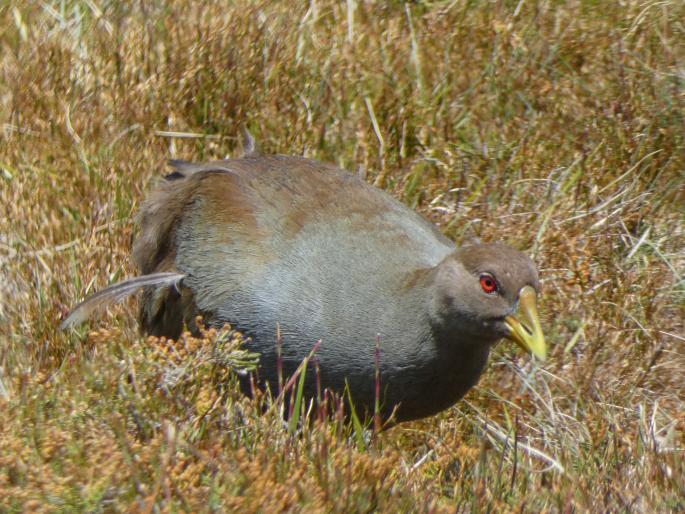 Gallinula mortierii, slípka tasmánská