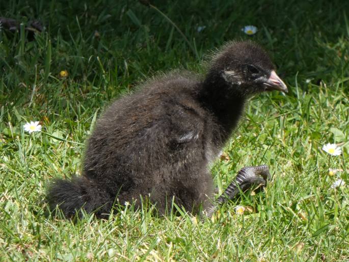 Gallinula mortierii, slípka tasmánská