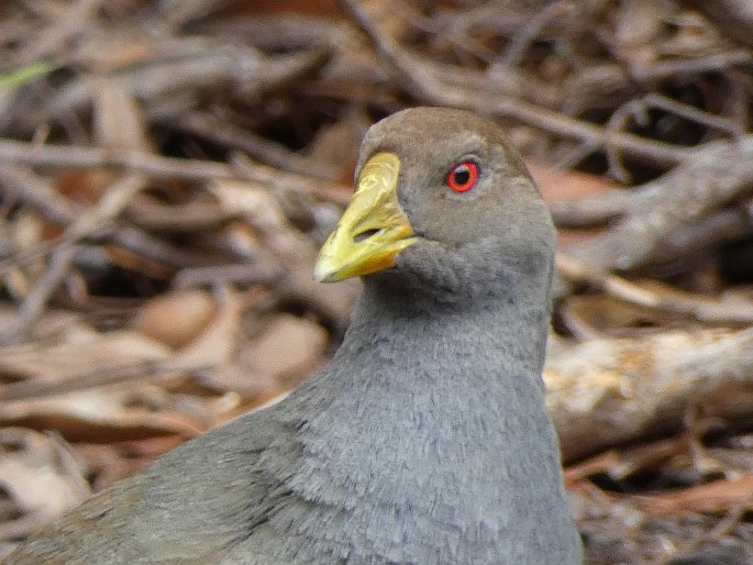 Gallinula mortierii, slípka tasmánská