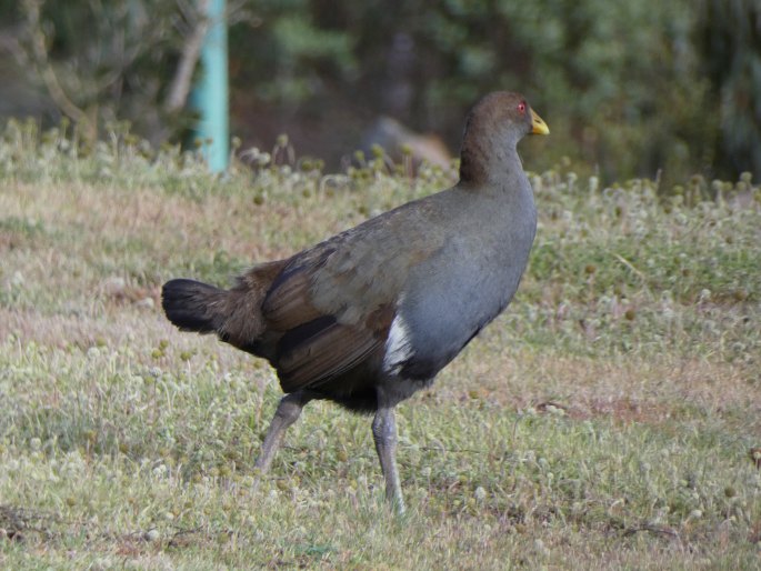 Gallinula mortierii, slípka tasmánská