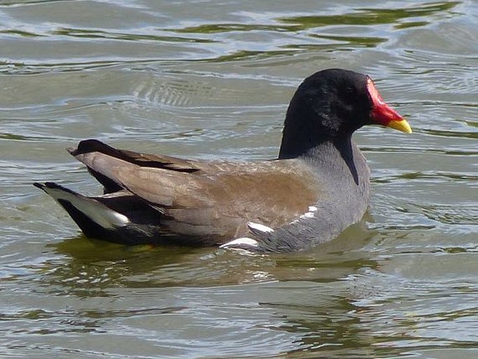 Gallinula chloropus (Linnaeus, 1758); slípka zelenonohá