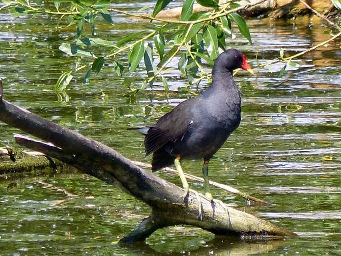 Gallinula chloropus