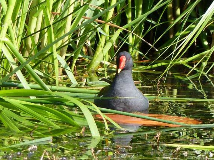 Gallinula chloropus