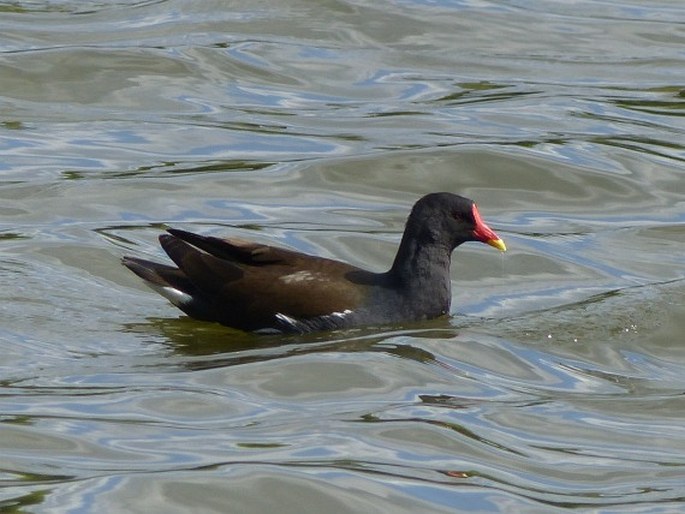 Gallinula chloropus