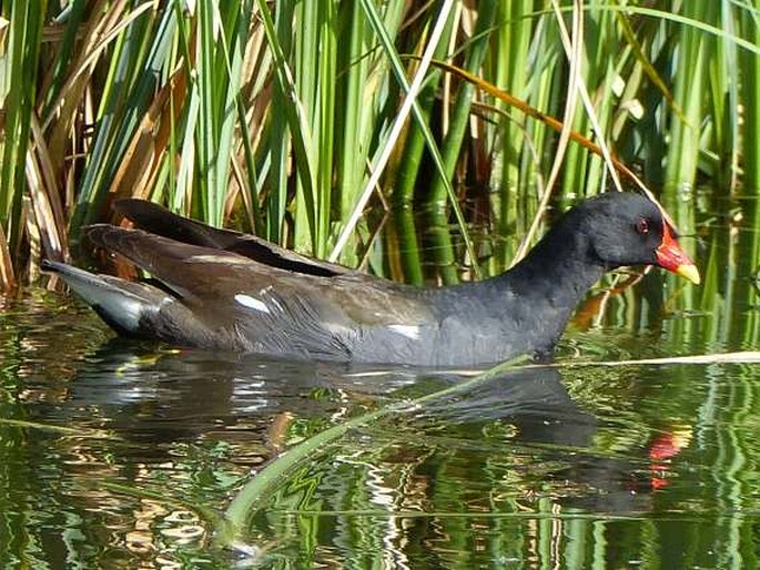 Gallinula chloropus