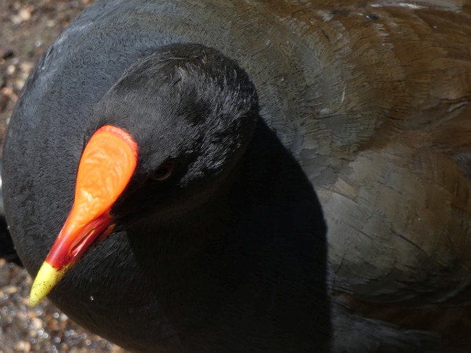 Gallinula tenebrosa, slípka tmavá