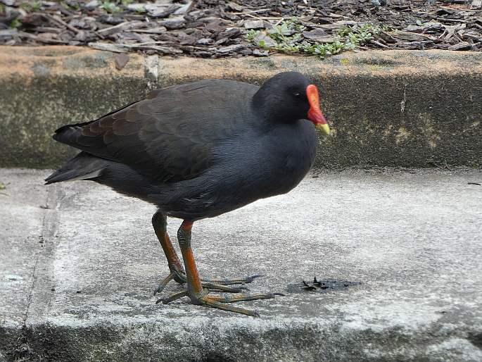 Gallinula tenebrosa, slípka tmavá