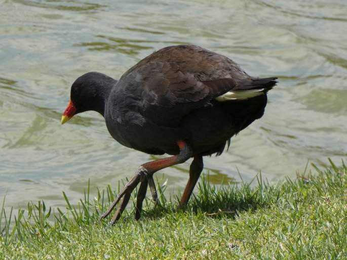 Gallinula tenebrosa, slípka tmavá