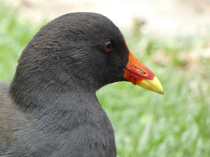 Gallinula tenebrosa, slípka tmavá