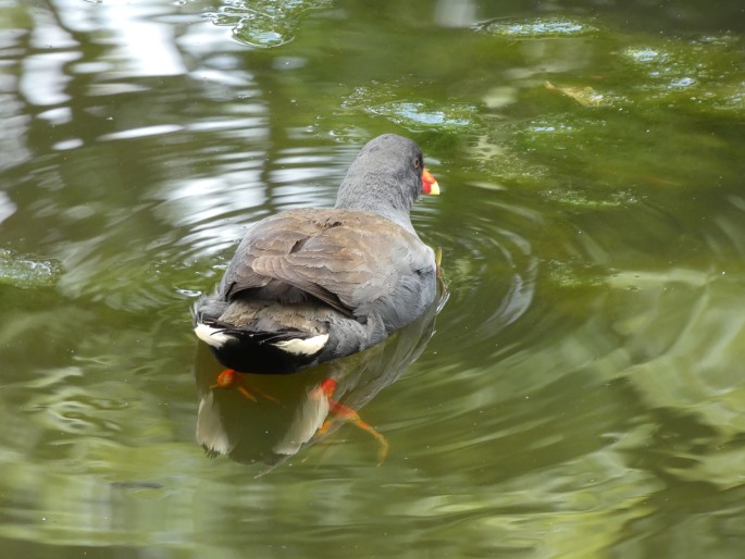 Gallinula tenebrosa, slípka tmavá