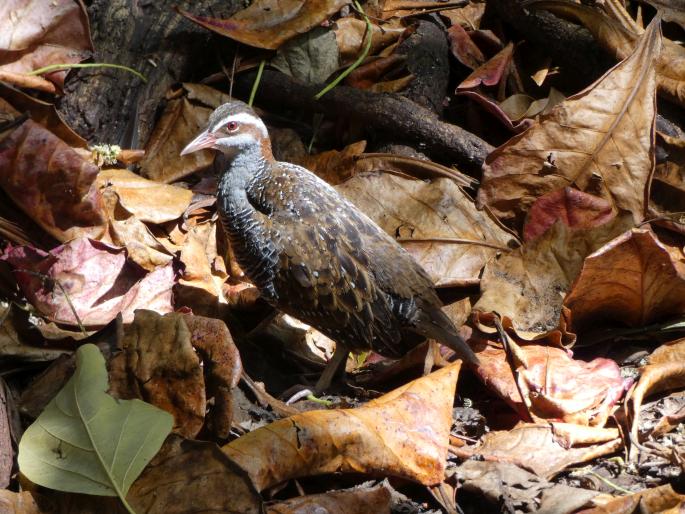 Gallirallus philippensis, chřástal páskovaný