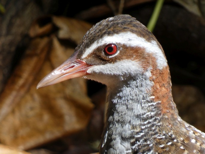 Gallirallus philippensis, chřástal páskovaný