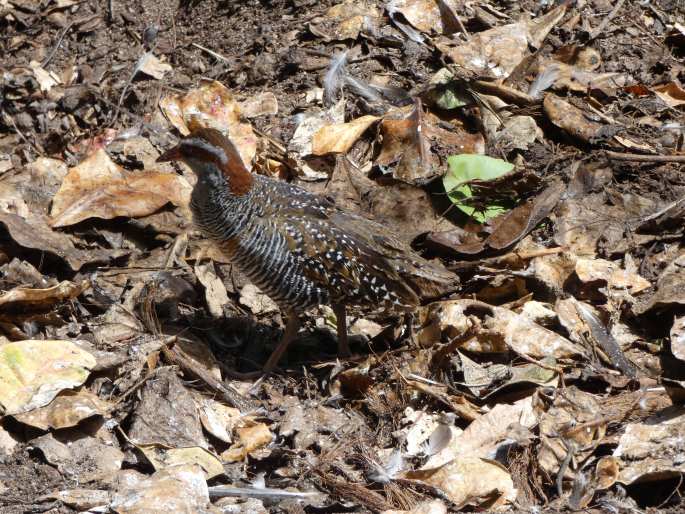 Gallirallus philippensis, chřástal páskovaný